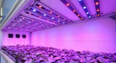 藍光LED燈種菜産(chǎn)量提升